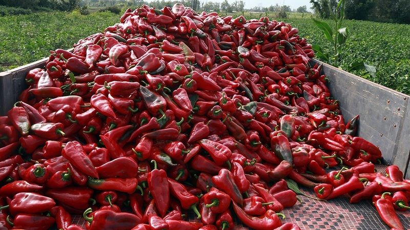 Yüzde 70 salça değeri bulunuyor! Hasadı başlayan kapya biberin fiyatı belli oldu 1